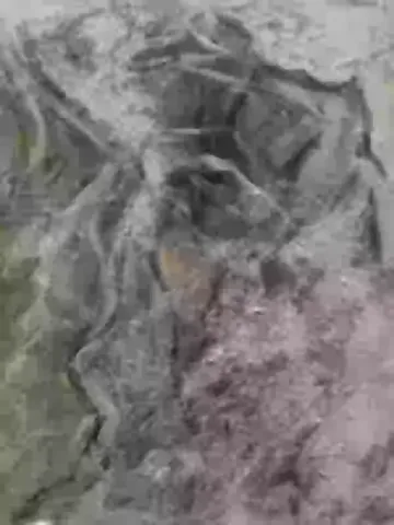 cespugli_nel_mare_-_sulle_ali_del_vento